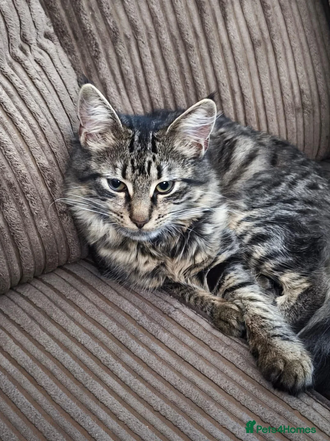 British Longhair cats for sale: Gorgeous fluffy hair cat - Advert 2