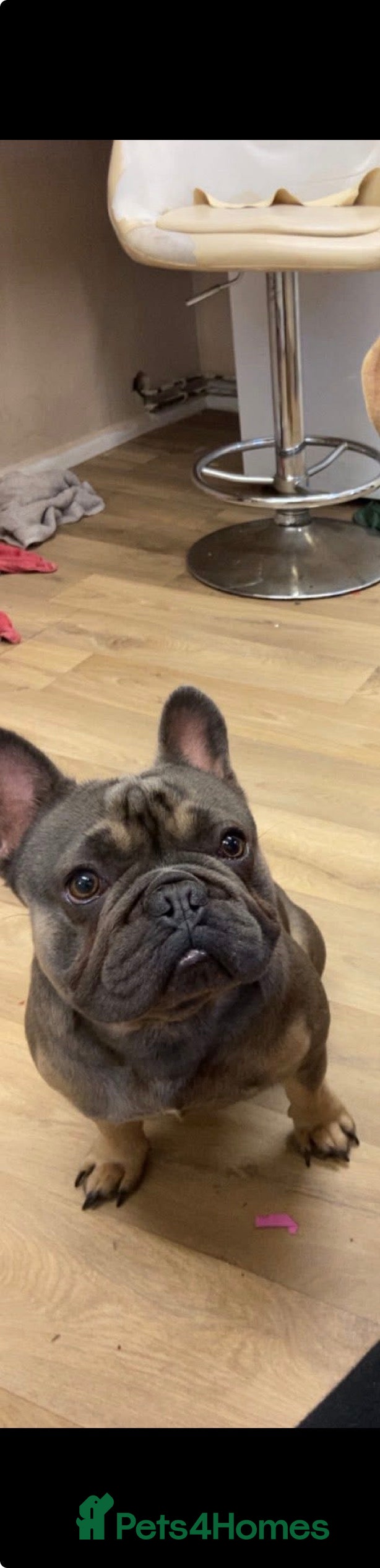 French Bulldog dogs French bulldog for stud  - Advert 1