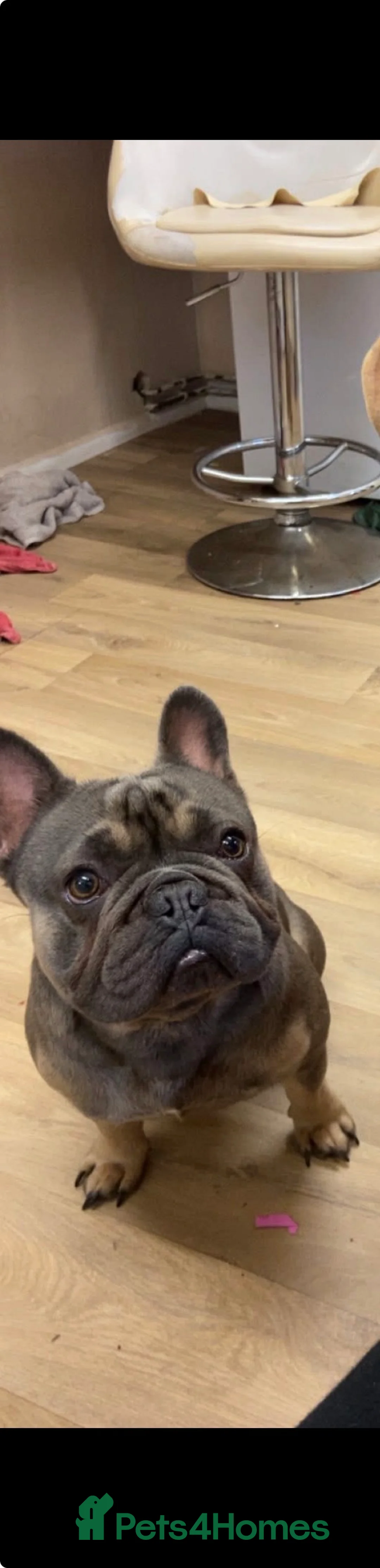 French Bulldog dogs for stud: French bulldog for stud  - Advert 1