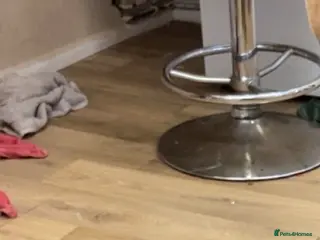 French Bulldog dogs French bulldog for stud - Advert 1