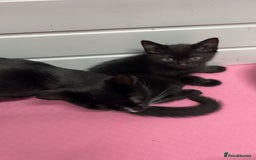 Mixed Breed cats for sale: Female kitten need to go ASAP - Image 2