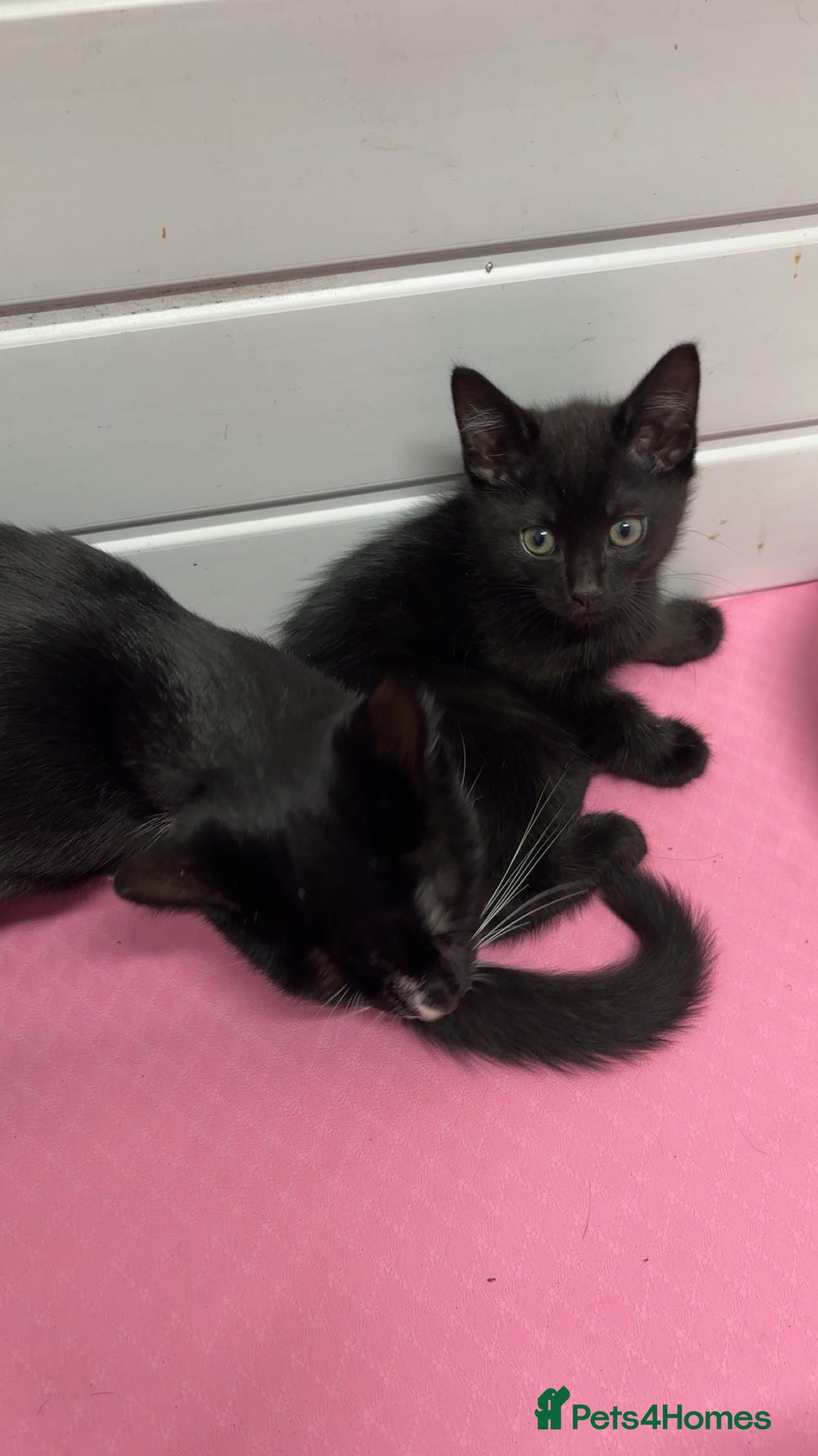 Mixed Breed cats for sale: Female kitten need to go ASAP - Image 2