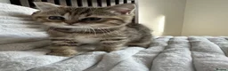 British Shorthair cats for sale: 😻Beautiful British Shorthair Kittens 🐈‍⬛ 🩷💙 - Advert 11