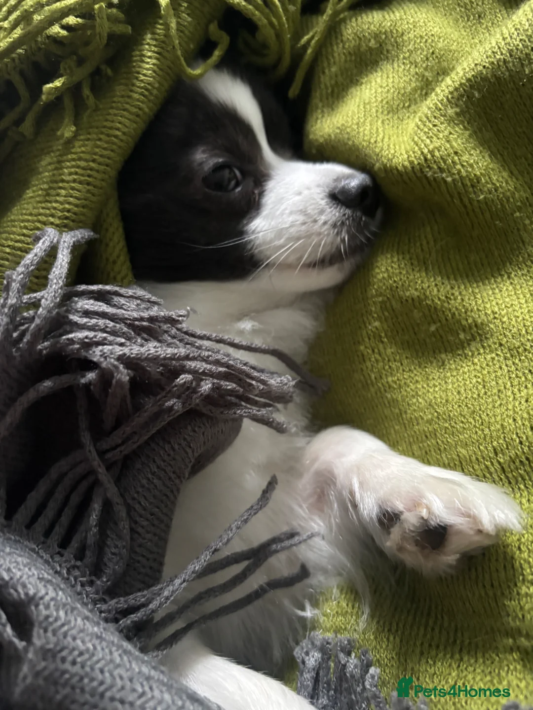 Mixed Breed dogs for sale: Handsome Pomeranian & Jack Russell Cross  in Leyland - Advert 4