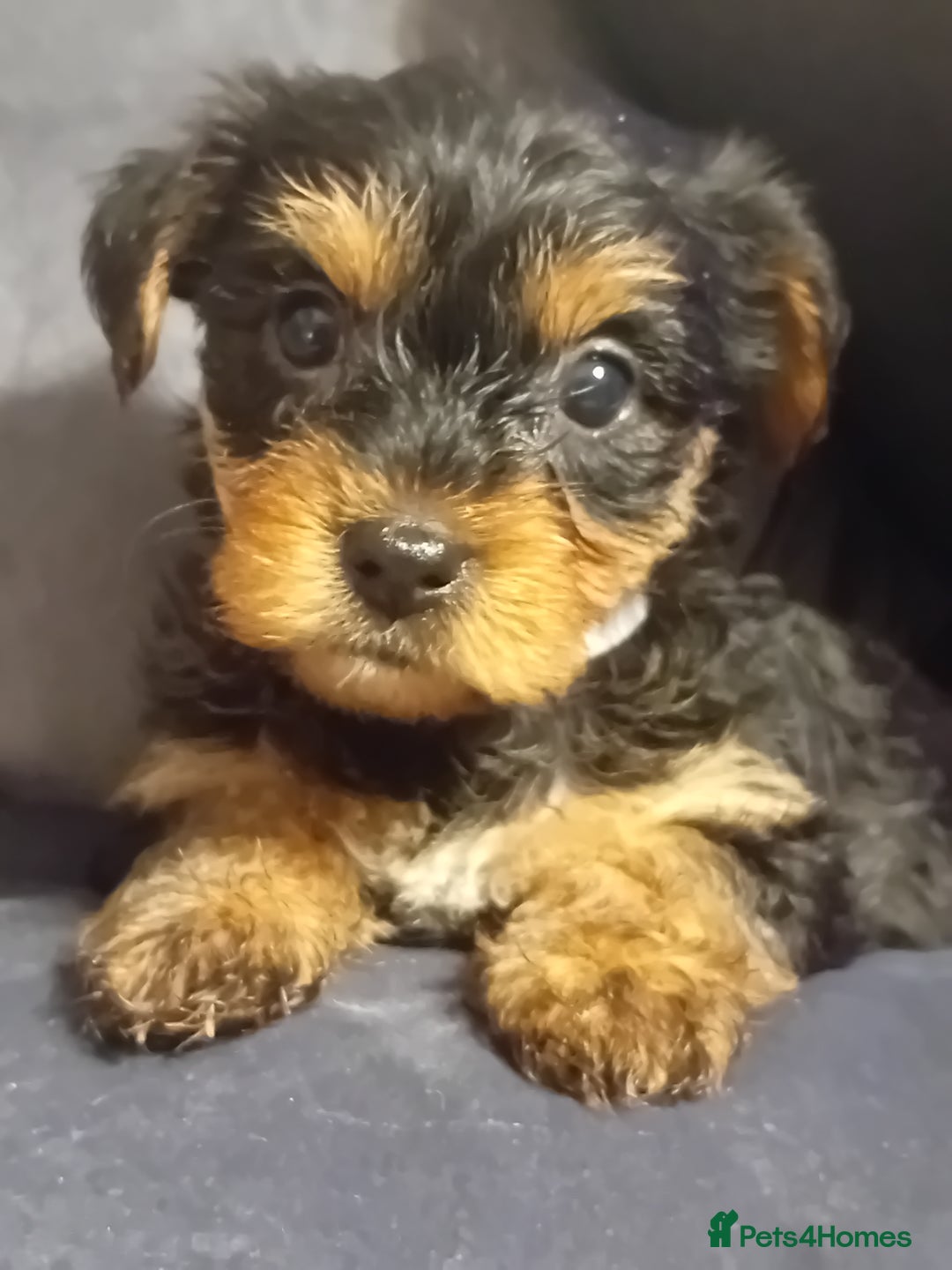 Yorkshire Terrier dogs for sale: Yorkshire Terrier Puppies 2 Boys and 1 Girl - Advert 15