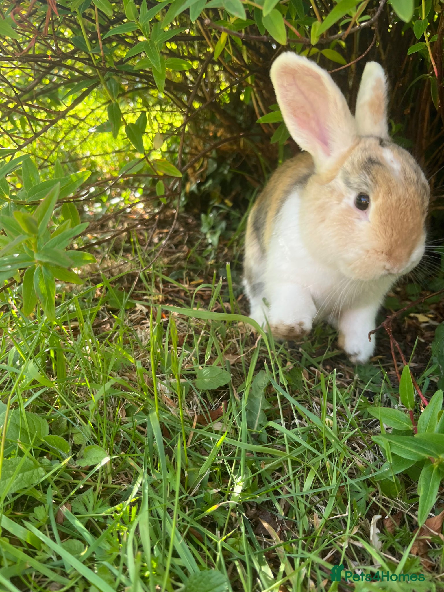 Mini Lop rabbits for sale: Gorgeous (7 Month Old) Mini Lop Mix Buck  - Advert 4