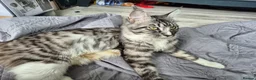 Maine Coon cats for sale: Maine Coon Cross Kittens - Advert 3