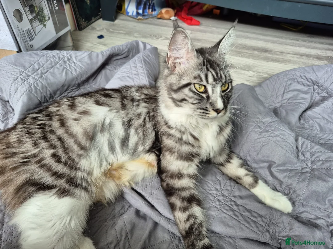 Maine Coon cats for sale: Maine Coon Cross Kittens - Advert 3