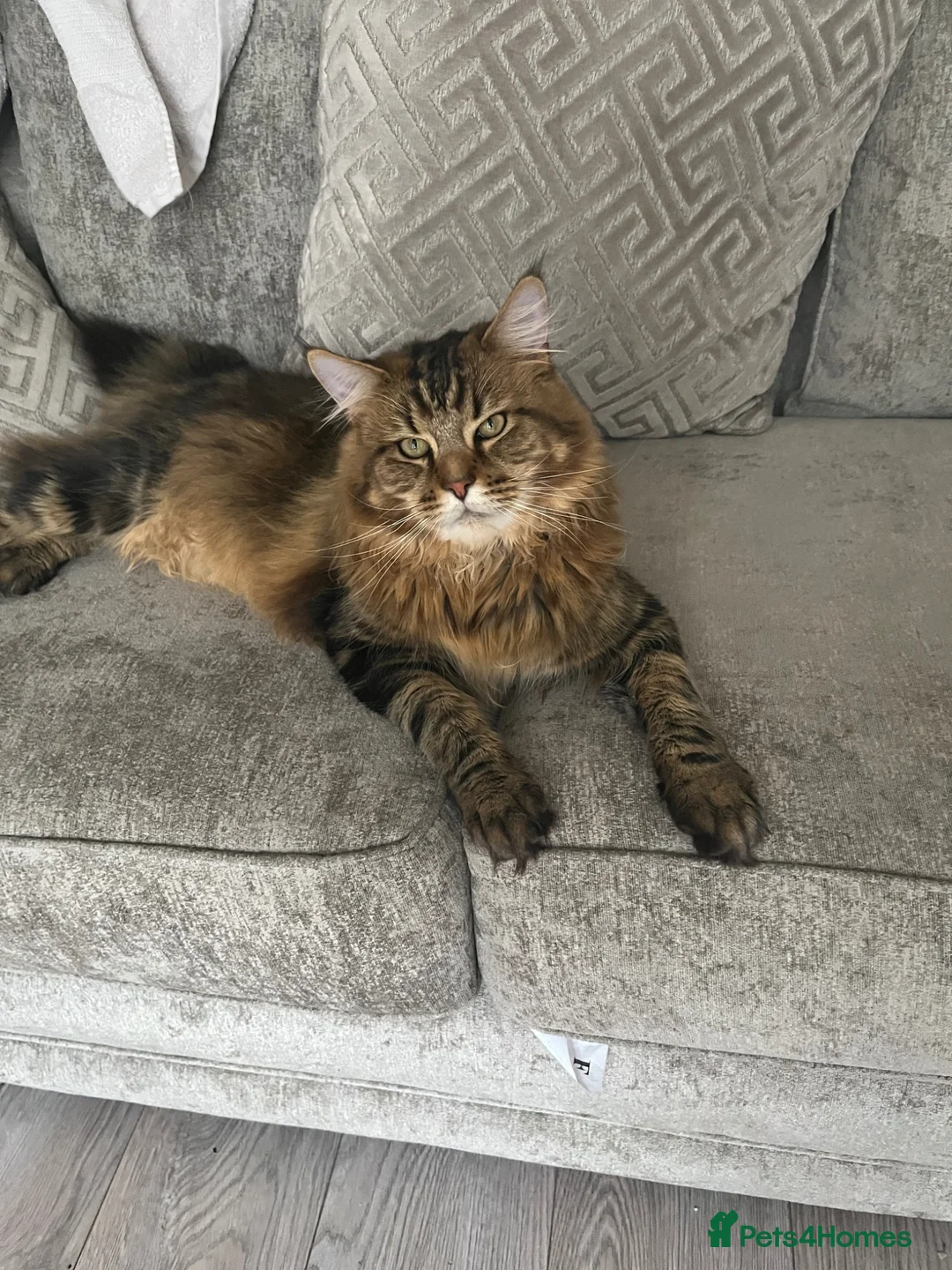 Maine Coon cats for sale: Male Maine coon - Advert 2