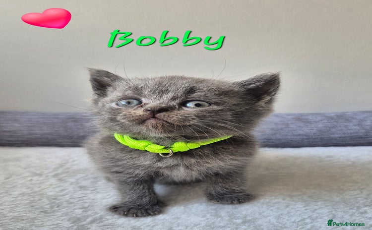 British Shorthair cats - Advert 12