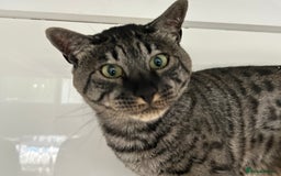 Savannah cats for sale: Retired F5 Silver Savannah boy with black nose - Image 16