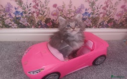 Maine Coon cats for sale: Maine Coon Kittens Parents Fully Health Tested - Image 17