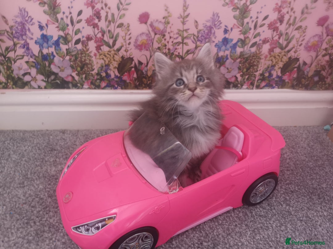 Maine Coon cats for sale: Maine Coon Kittens Parents Fully Health Tested - Image 17