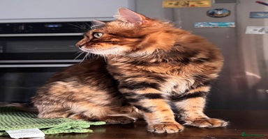 Bengal cats - Advert 9