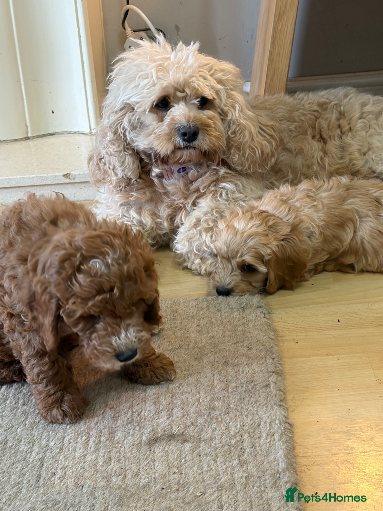 Cavapoo dogs F1B Cavapoo puppies READY NOW! - Advert 2