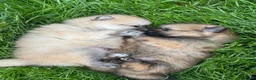 Pomeranian dogs for sale: Beautiful & Chunky Pomeranian puppy's for sale - Advert 9