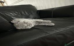 British Shorthair cats for sale: 4 Gorgeous chunky British shorthair kittens  - Image 6