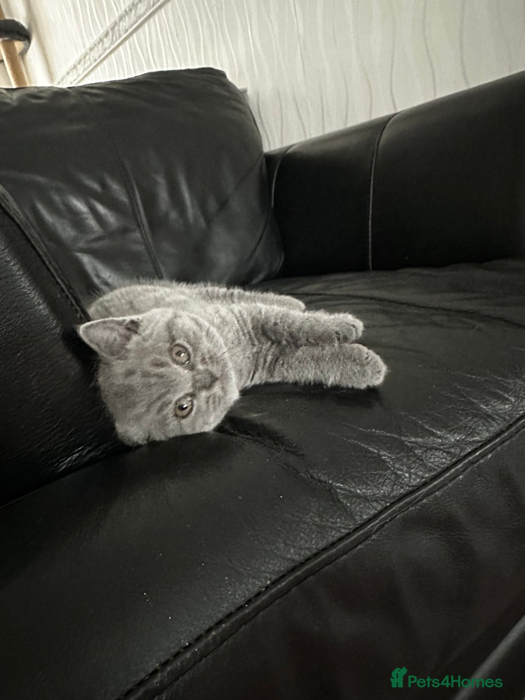British Shorthair cats for sale: 4 Gorgeous chunky British shorthair kittens  - Image 6