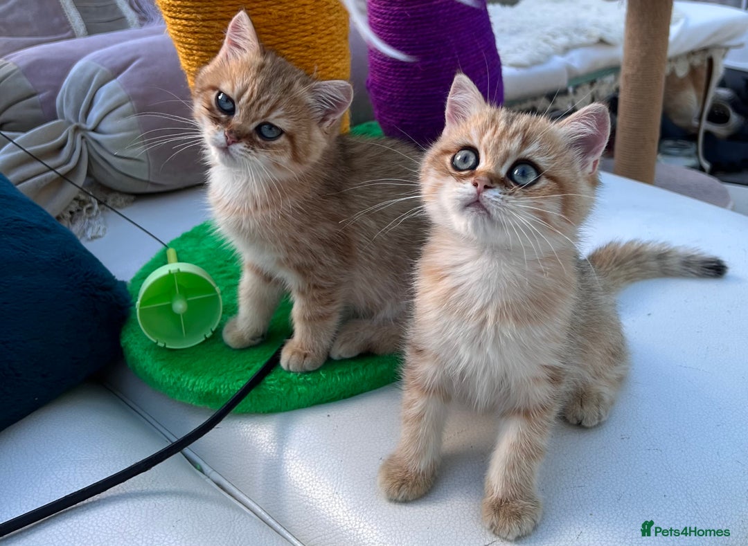 British Shorthair cats for sale:  **   ** : BSH Golden champion lines - Advert 12