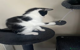 Mixed Breed cats for sale: Bengal x British long hair kittens  - Image 17