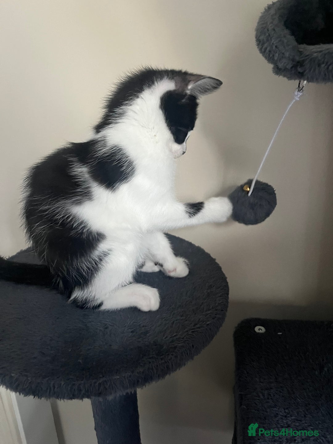 Mixed Breed cats for sale: Bengal x British long hair kittens  - Image 17