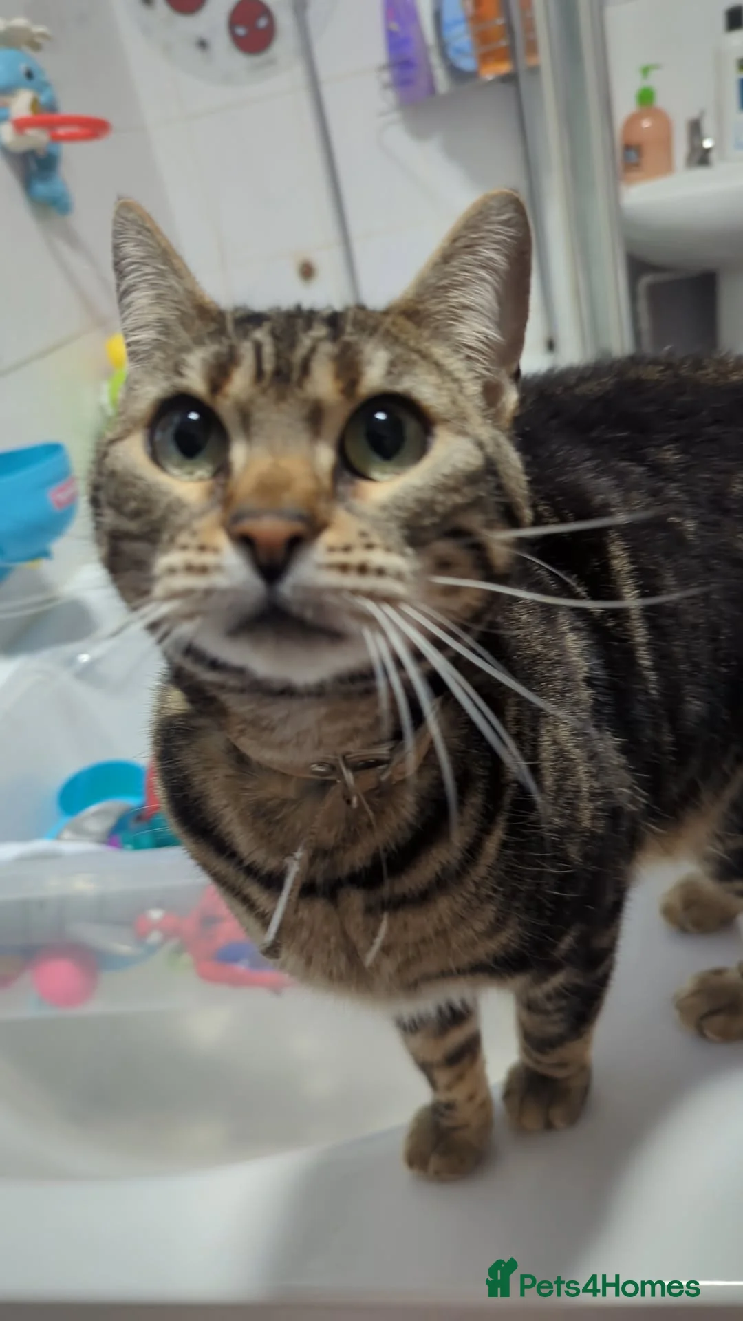 Bengal cats for sale: Half Bengal 4 year old female cat - Advert 1