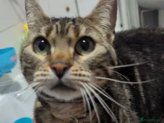 Bengal cats Half Bengal 4 year old female cat - Advert 8