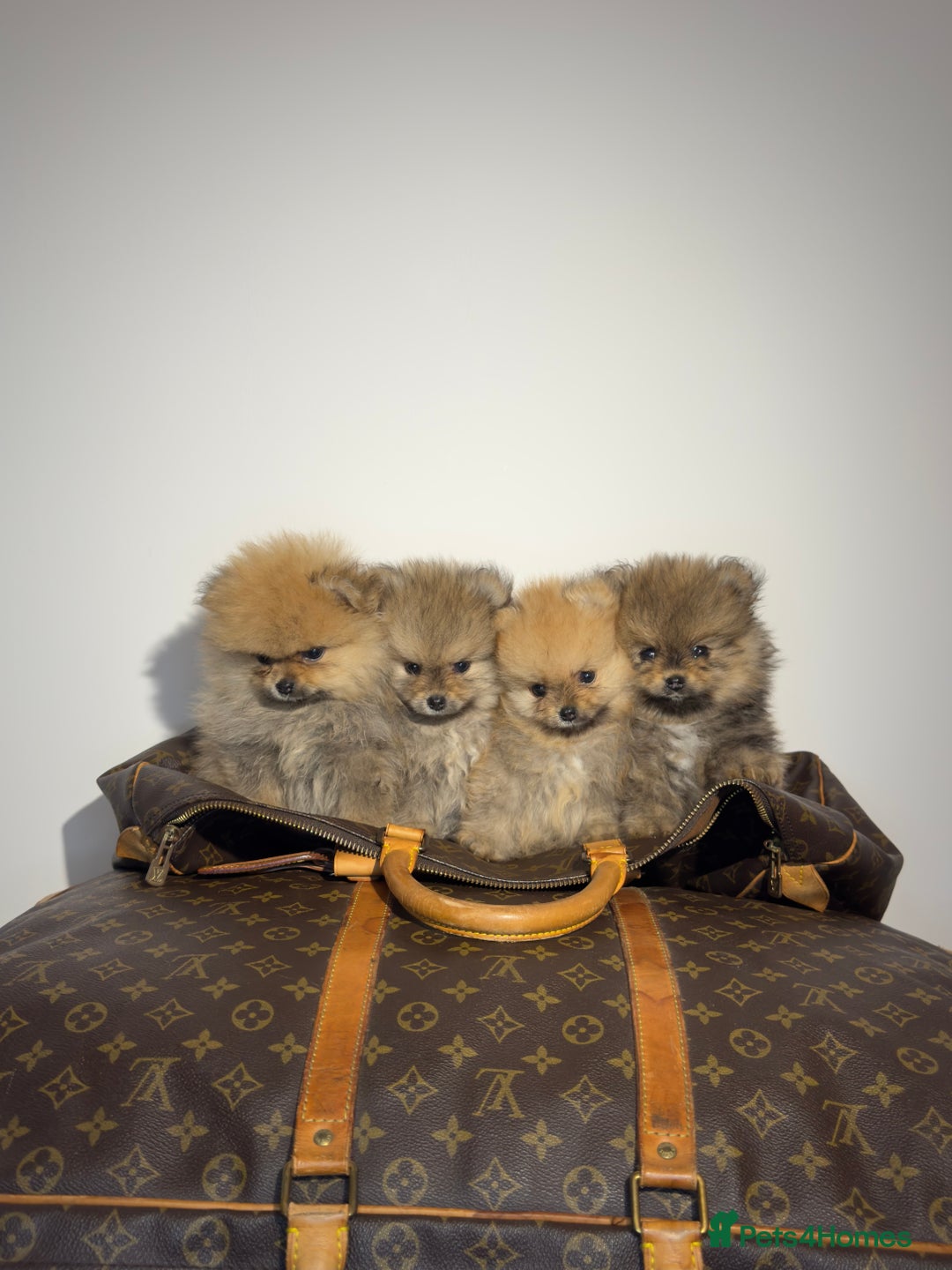Pomeranian dogs for sale: Toy bear face Pomeranians. Best genetics - Image 2