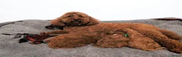 Cavapoo dogs for sale: Exeptional Health tested F1b cavapoo puppies  - Advert 13