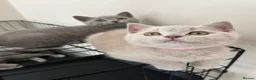 British Shorthair cats for sale: Lilac & Blue BSH’s GCCF available in 1 week 🩵💜 - Advert 21