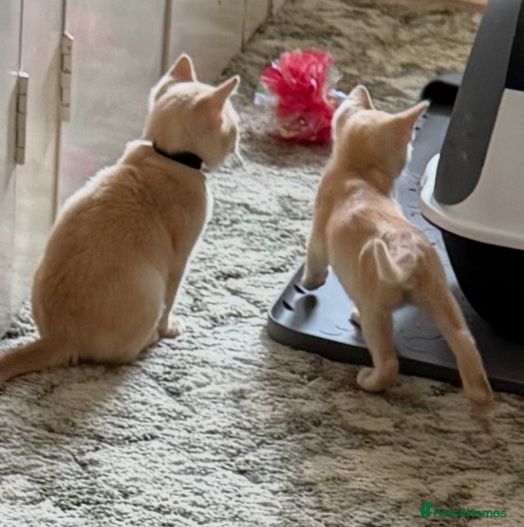 Burmese cats for sale: A fantastic litter of 7 Burmese babies  - Image 5