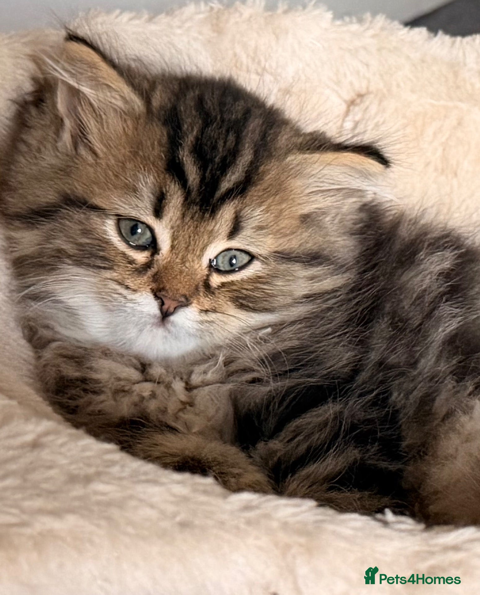 Persian cats Beautiful Persian Cross Kittens - 4 little ladies - Advert 2