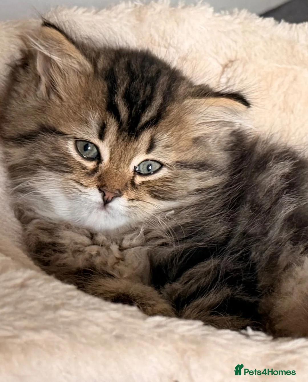 Persian cats for sale: Beautiful Persian Cross Kittens - 4 little ladies - Advert 2