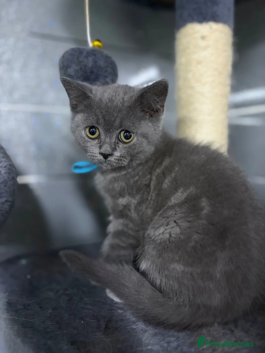 British Shorthair cats for sale: Stunning MALE BSH kitten ready now!  - Advert 2
