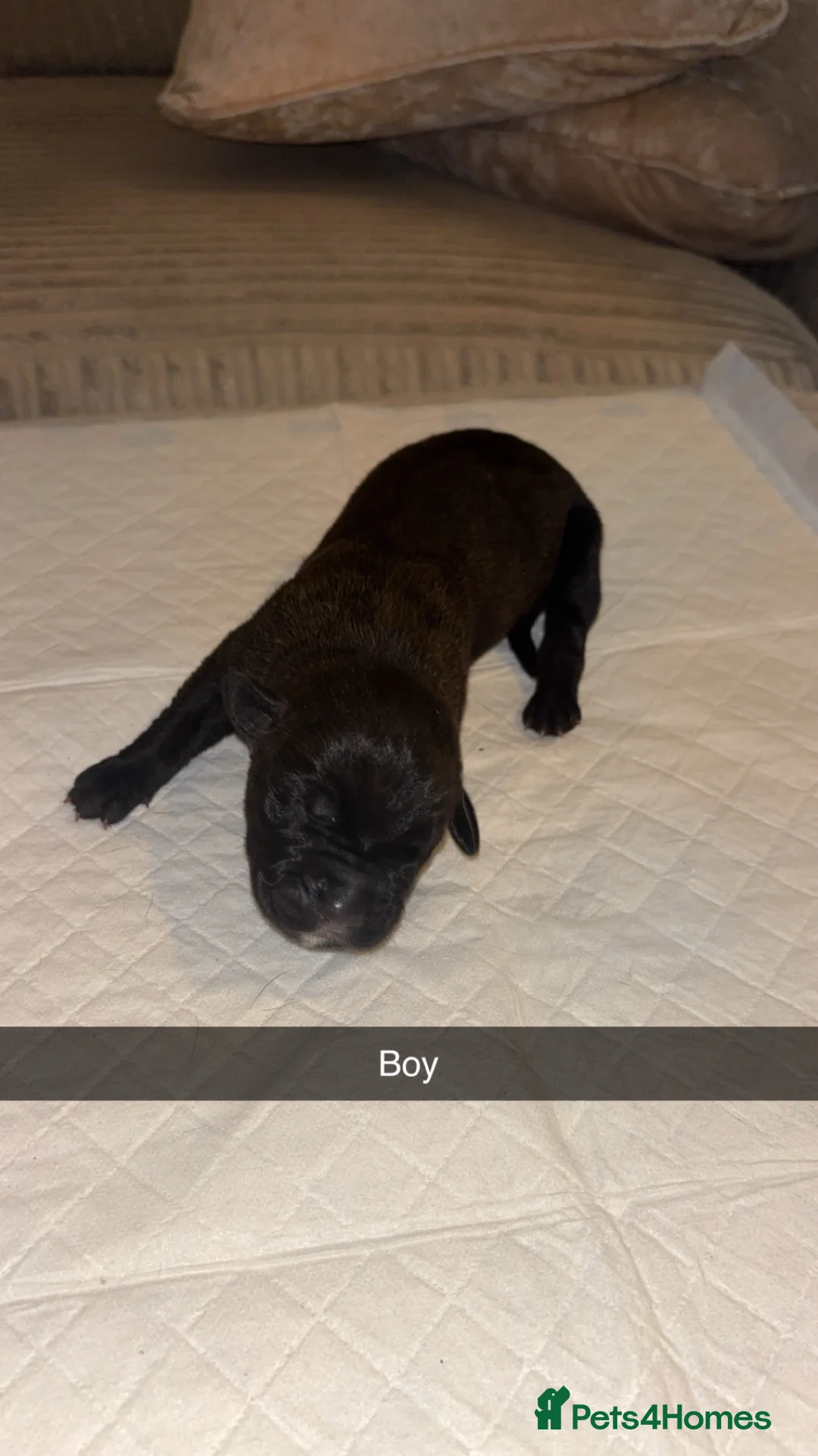 Cane Corso dogs for sale: Cane corso pups  in Nuneaton - Advert 12