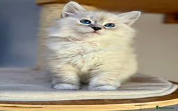Siberian cats for sale: Only one Champion line girl available 🥰🥰 - Image 3