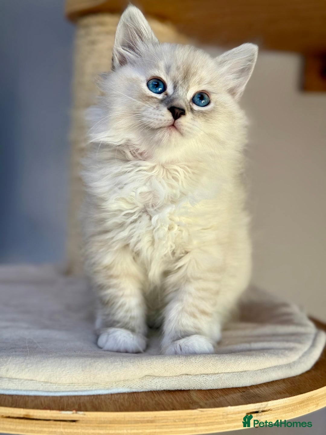 Siberian cats for sale: Only one Champion line girl available 🥰🥰 - Image 3