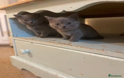 Russian Blue cats for sale: Gorgeous Russian blue/British Shorthair kittens - Advert 14