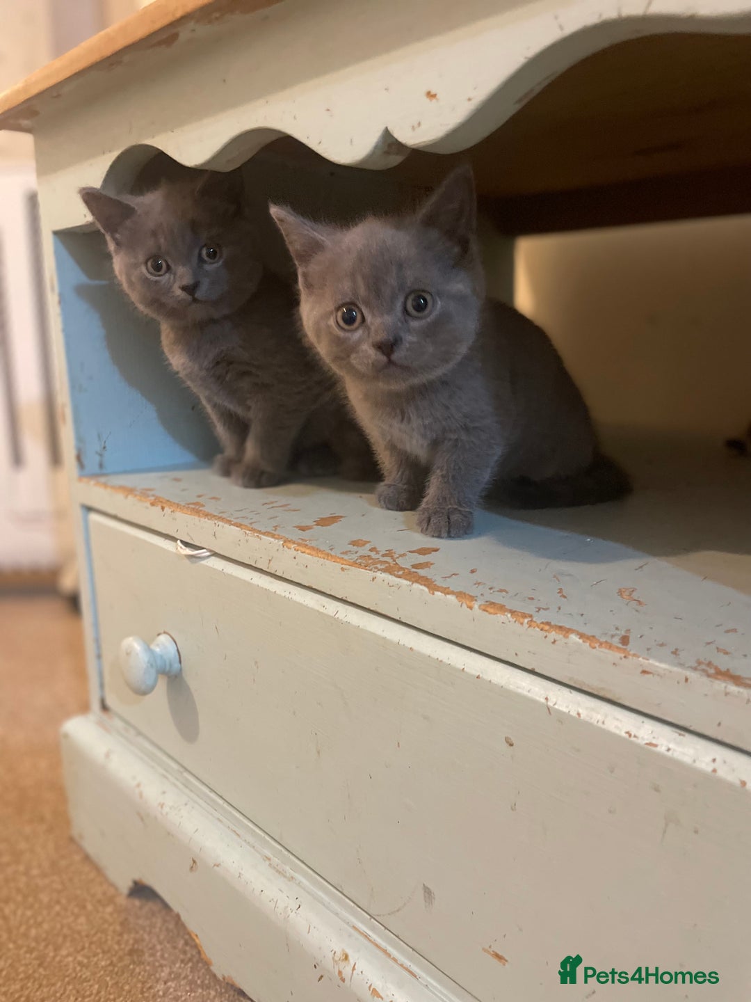 Russian Blue cats for sale: Gorgeous Russian blue/British Shorthair kittens - Advert 14