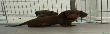 Chocolate tan female 