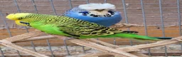 Budgerigars birds for sale: BUDGIES - various colours, various ages. - Advert 6