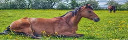 Other Breed horses for sale: Forsale in Stoke-on-Trent - Advert 6