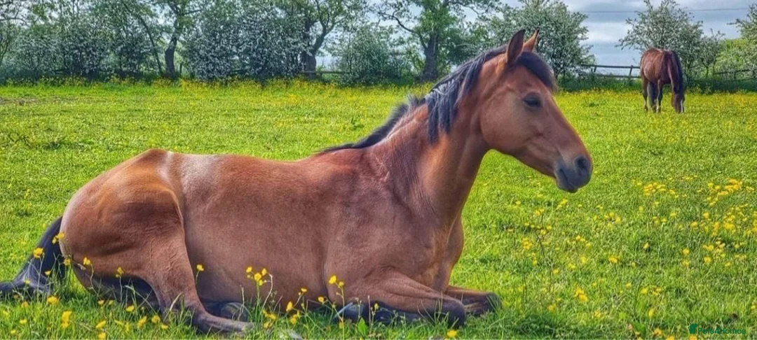 Other Breed horses for sale: Forsale in Stoke-on-Trent - Advert 6