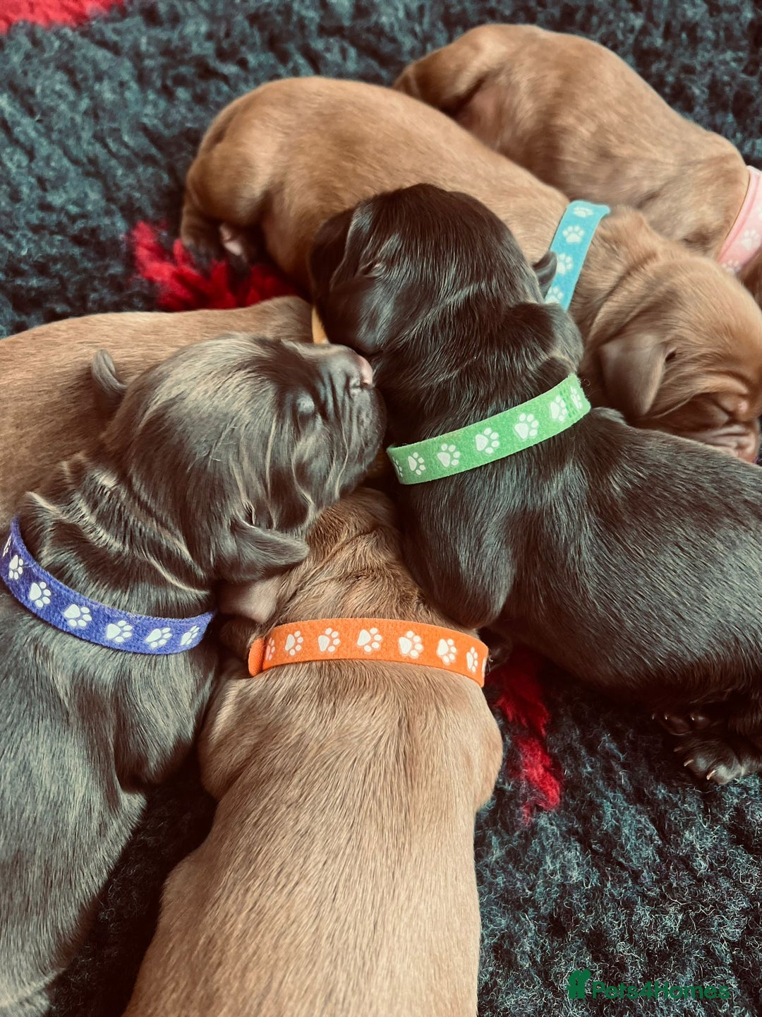 Cocker Spaniel dogs for sale: 🐶🐶🐶6 STUNNING WORKING COCKER SPANIELS🐶🐶🐶 - Image 6