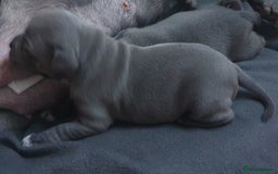 Staffordshire Bull Terrier dogs for sale: Twin large blue staffy boys - Image 11