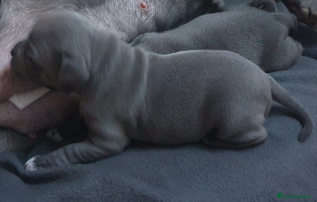 Staffordshire Bull Terrier dogs for sale: Twin large blue staffy boys - Image 11