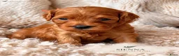 Cavapoo dogs for sale: 5 STAR LICENSED BREEDER BEAUTIFUL RED F1 CAVAPOOS - Advert 5