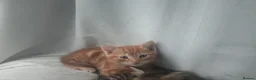 Mixed Breed cats for sale: Adorable kittens - Advert 12