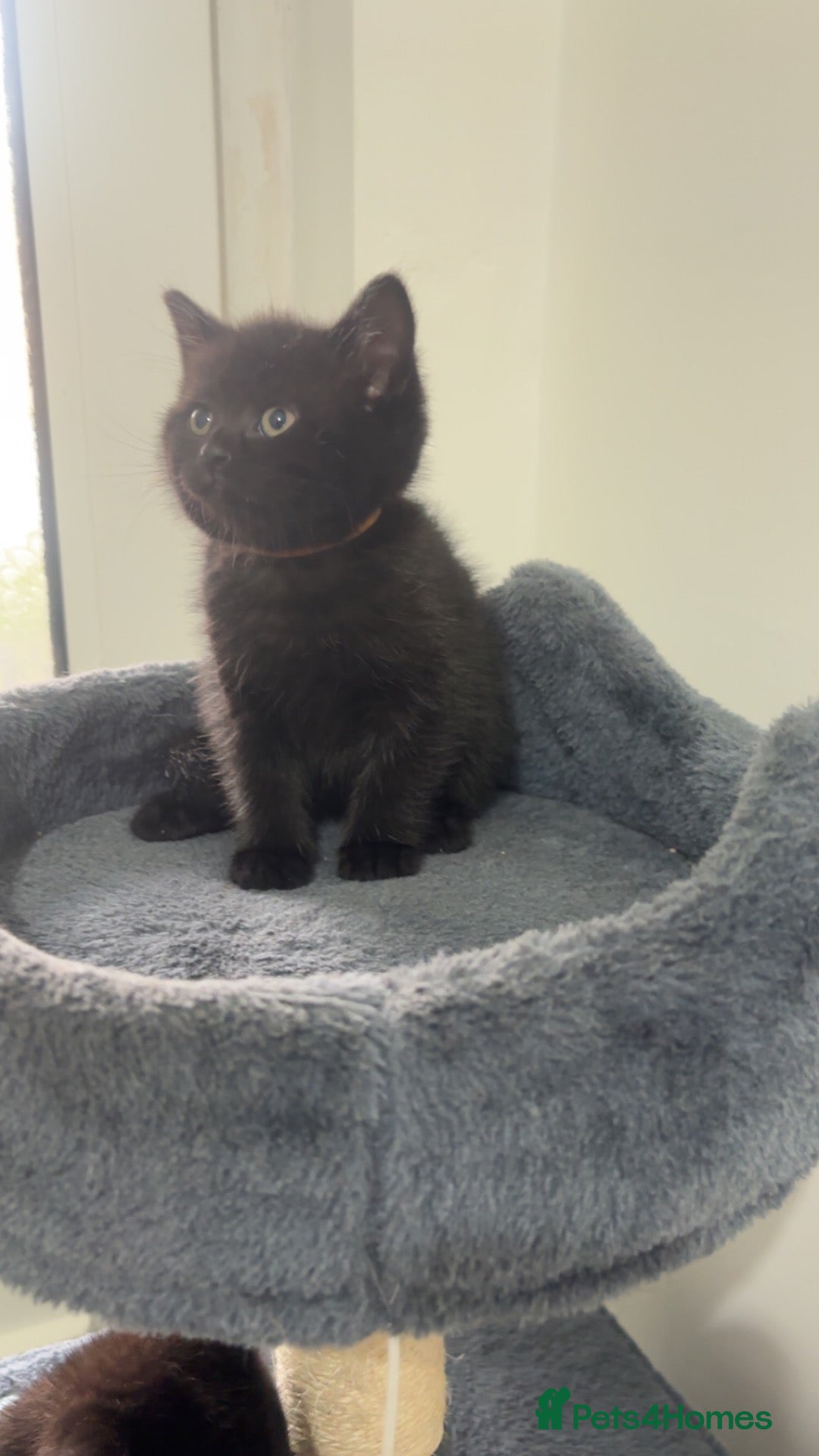 Mixed Breed cats 2 LEFT British shorthair x kittens - Advert 15