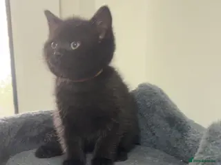 Mixed Breed cats 2 LEFT British shorthair x kittens - Advert 15